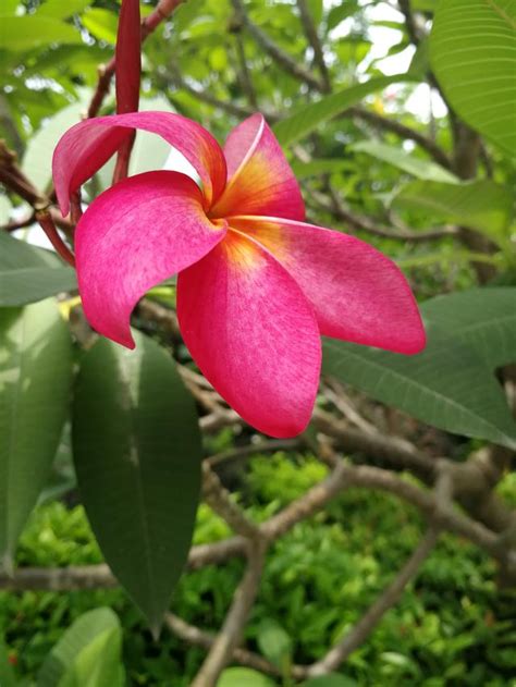 雞蛋花 風水